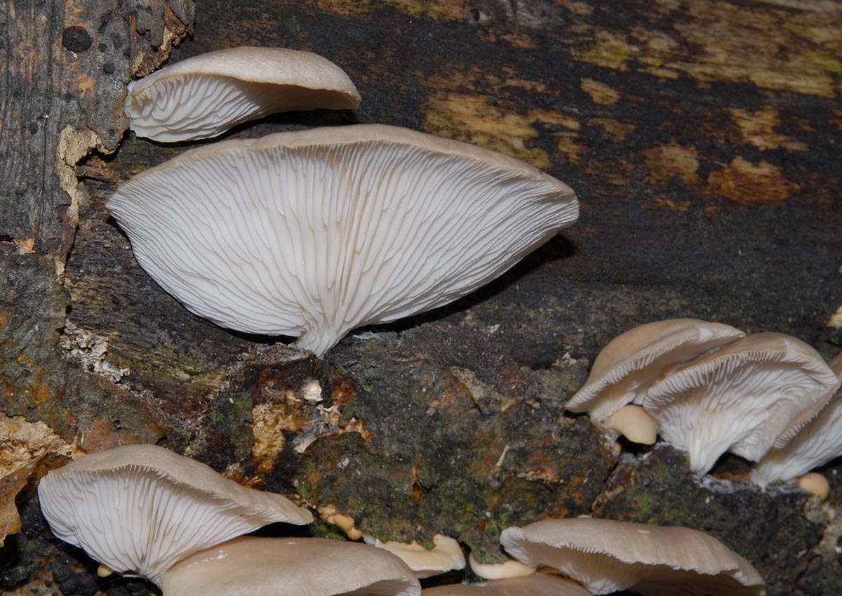 Pleurotus cornucopiae